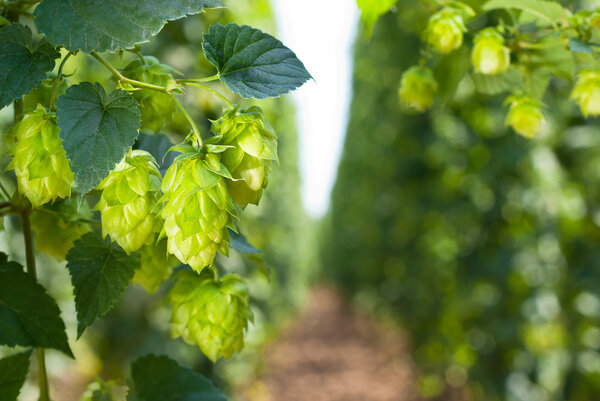 hop cones - raw material for beer production