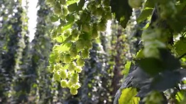 hop koniler hasat, ses yok, hiçbir kamera hareketi önce esintiyle detay