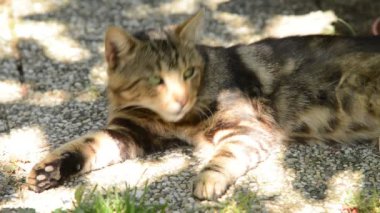 Bahçe, gerçek zamanlı, ses yok, hiçbir kamera hareketi dinlenme kedi