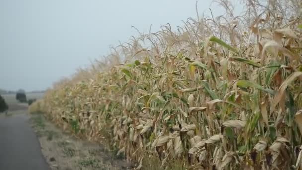 Campo de maíz antes de la cosecha, sin sonido, en tiempo real, disparo de vehículo , — Vídeos de Stock