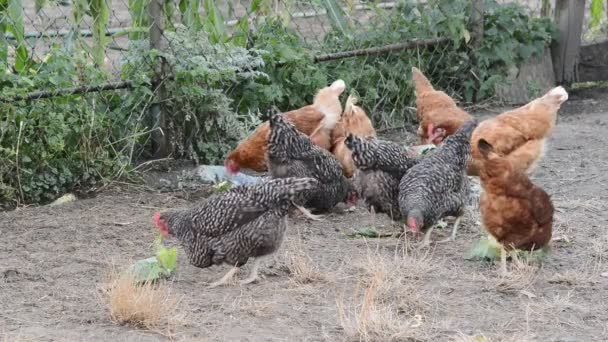 Ses olmadan ücretsiz aralığı grubundaki tavuklar sürüsü — Stok video