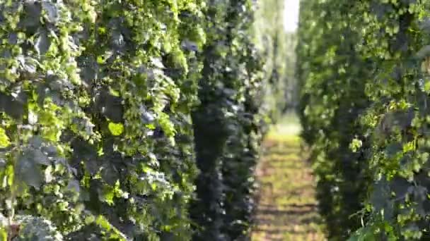 Champ de houblon tchèque dans le vent sans son — Video