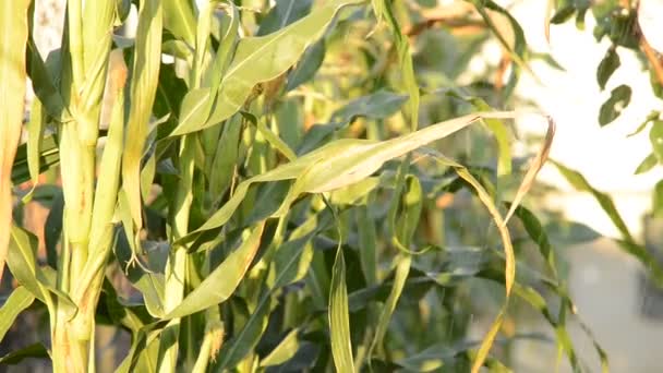 Cultivos de maíz bajo la lluvia sin sonido en tiempo real — Vídeos de Stock