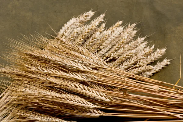 Пшеница и ячмень — стоковое фото