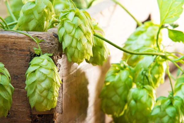 Stillleben mit Hopfendolden auf dem Bauernhof — Stockfoto