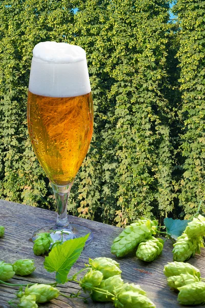 Copo de cerveja com cones de lúpulo no campo de lúpulo — Fotografia de Stock