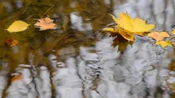 Feuilles flottantes .