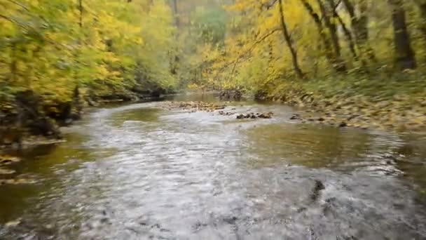 Un arroyo en el bosque de otoño — Vídeos de Stock