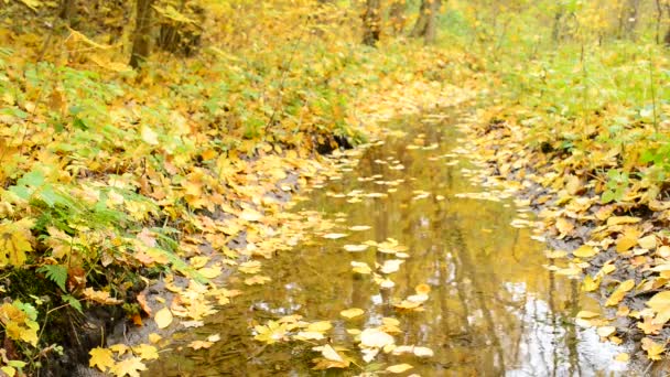 Arroyo en el bosque de otoño — Vídeo de stock