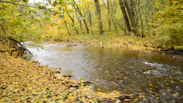 Az őszi erdő a patak — Stock videók