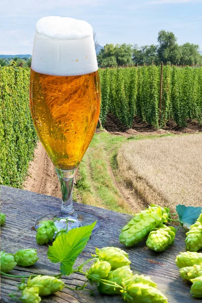 Ölglas med humlekottar i fältet hop — Stockfoto
