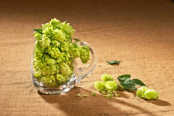 Hopfenzapfen im Bierglas — Stockfoto