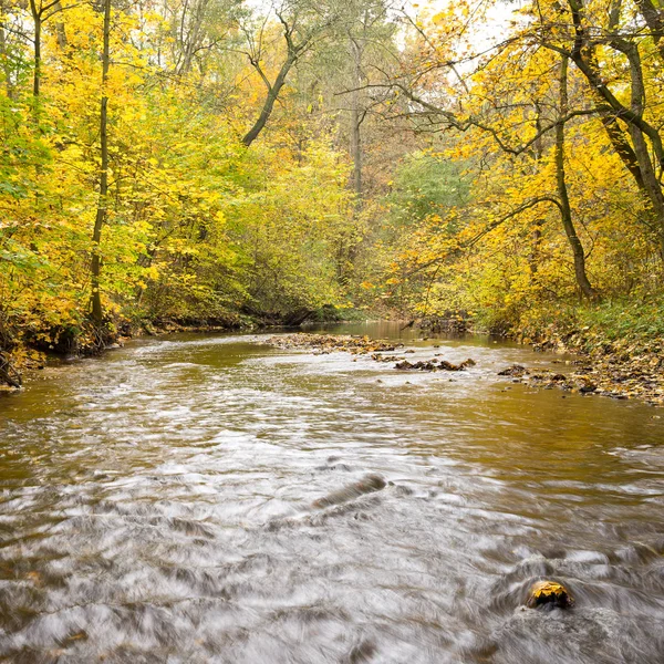 Creek στο φθινοπωρινό δάσος — Φωτογραφία Αρχείου
