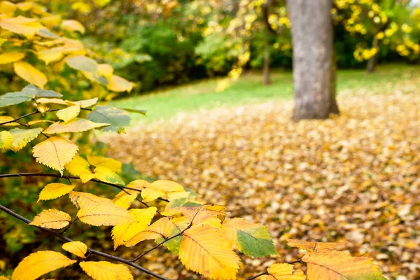 秋の公園の木の幹の詳細 — ストック写真