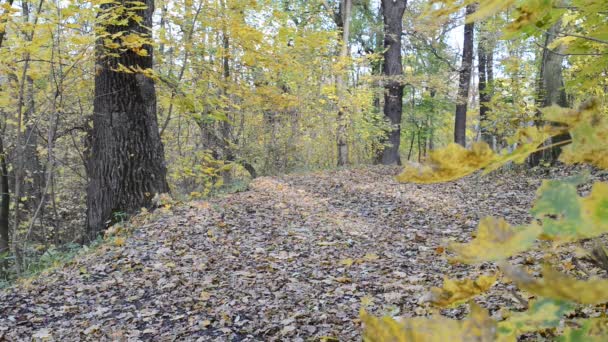 Падение листвы в осеннем лесу — стоковое видео