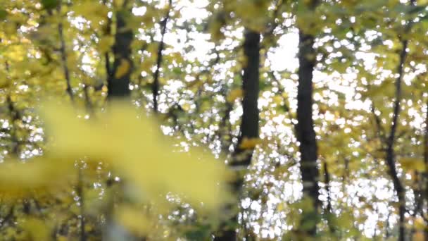 Détail de la lame dans la forêt d'automne .
