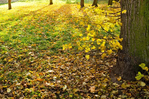 秋の公園の木の影で — ストック写真