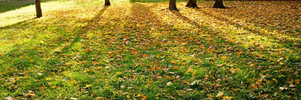 Parque de outono com uma sombra de árvores — Fotografia de Stock