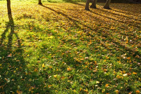 Herbstlicher Park mit Schatten der Bäume — Stockfoto