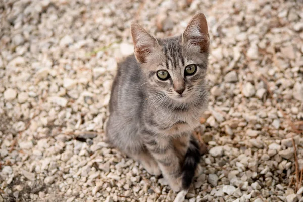 Ritratto di gattino randagio sullo sfondo sfocato — Foto Stock