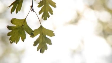 Rüzgar sonbahar Park küçük dal. 