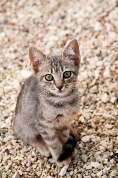 Portrait of stray kitten on the unfocused background — Stock Photo, Image