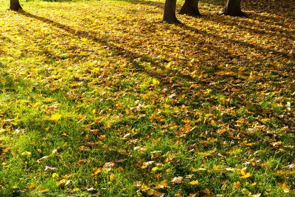 Hintergrund. Herbstpark. — Stockfoto
