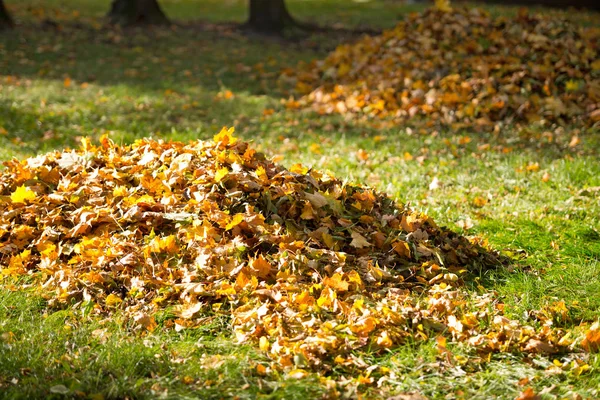 Bladen i parken i höstsäsongen — Stockfoto