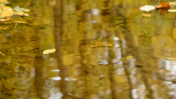 Hojas flotando por un arroyo en el otoño — Vídeo de stock