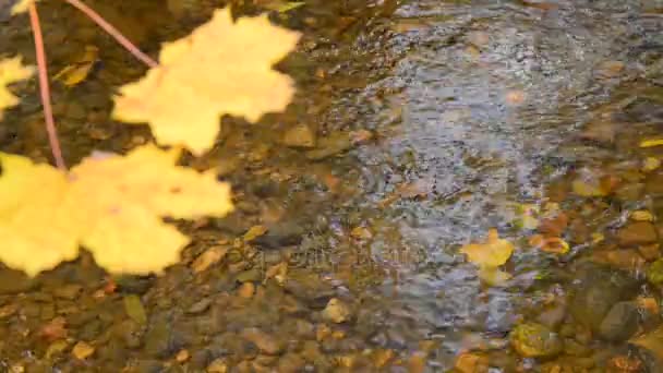 Folhas flutuando por um riacho no outono — Vídeo de Stock