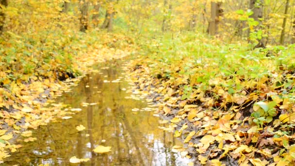 Blätter treiben im Herbst einen Bach hinunter — Stockvideo