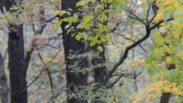 秋の森を小枝します。 — ストック動画