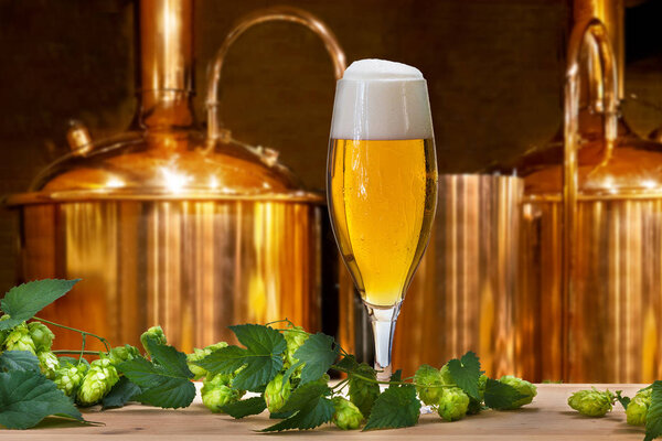 Пивное стекло с хмелем и ячменем в пивоварне
