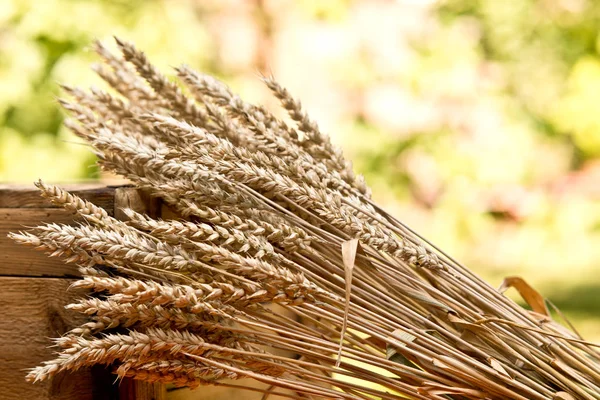Пшеничный сноп — стоковое фото