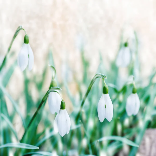 Gotas de neve no jardim — Fotografia de Stock