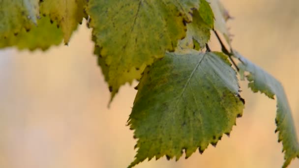 Detalhe da lâmina na floresta de outono — Vídeo de Stock