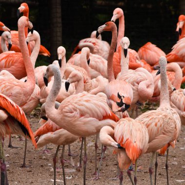 Grup flamingolar Hayvanat Bahçesi