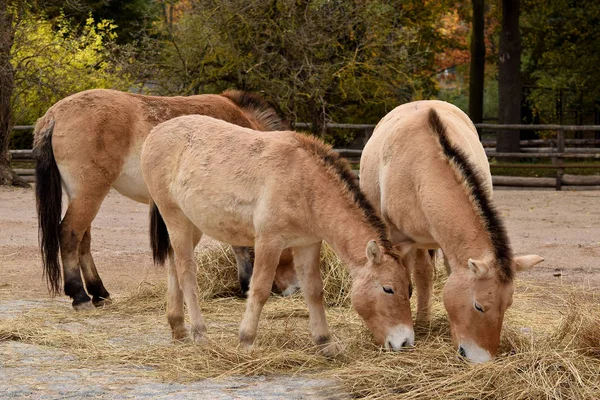 Herd of Przewalski's horses are eating in the zoo — Stock Photo, Image