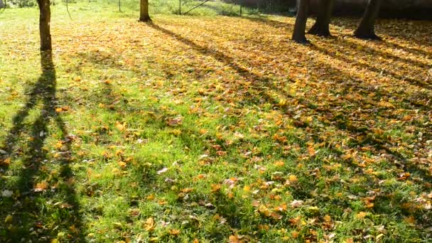 Flygande löv i vinden i höst park. — Stockvideo