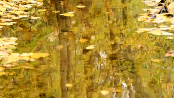 Blätter treiben im herbstlichen Wald einen Bach hinunter. — Stockvideo