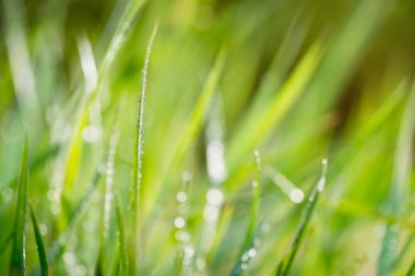 Arka plan. Su damlaları ile çimen.