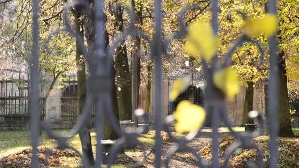 Spider web on the old  wrought gate in the autumn park. — Stock Video