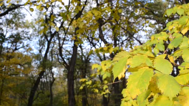 Fortfarande skog i höst. — Stockvideo