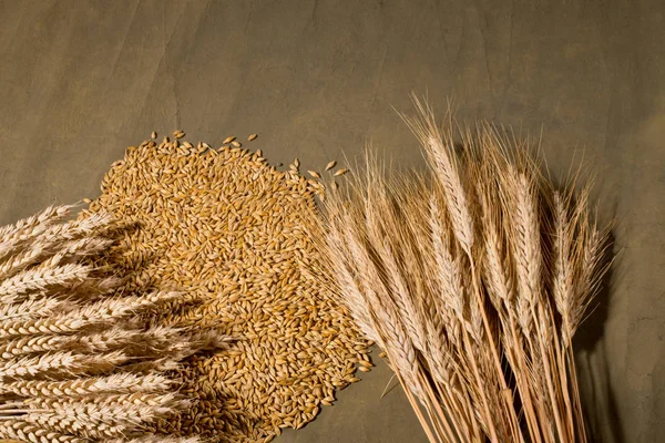 Sheaf of wheat and barley — Stock Photo, Image