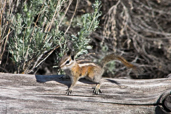 Utah Streifenhörnchen auf dem trockenen Baum — Stockfoto