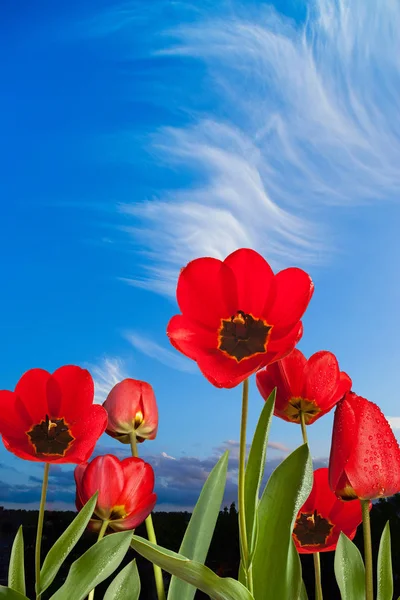 Rode tulpen met druppels water op de blauwe hemel — Stockfoto