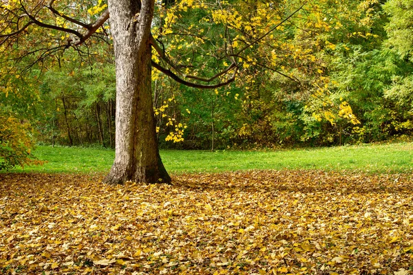 秋の公園の木の幹の詳細 — ストック写真