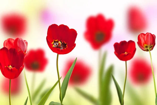 Flowerbed of red tulips, shallow depth of field — Stock Photo, Image