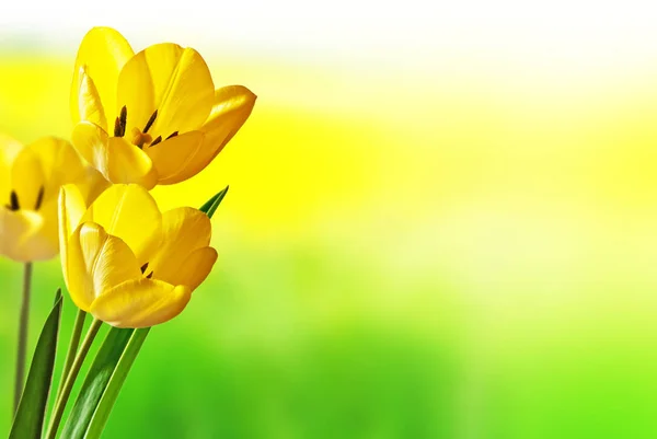 Three yellow tulips in the yellow field — Stock Photo, Image
