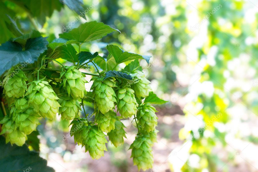 detail of hop cones before the harvest